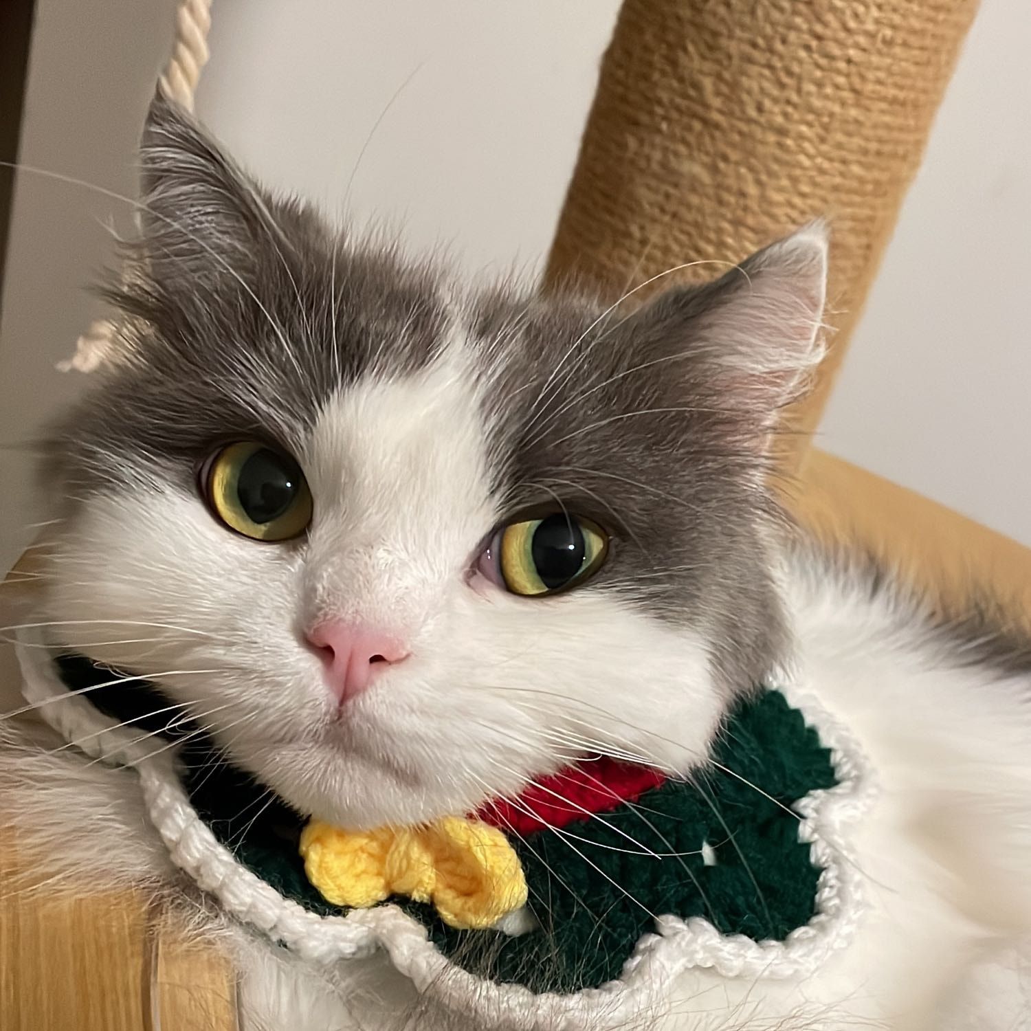 Portrait of Abby, the cat