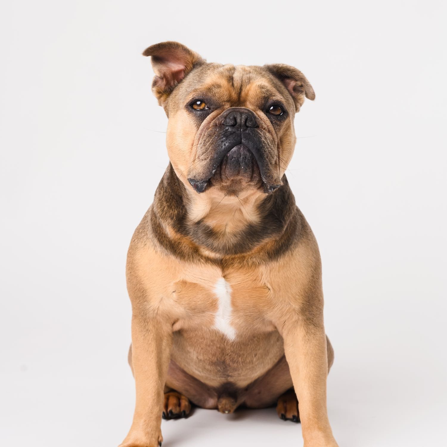 Portrait of Ryder, the dog