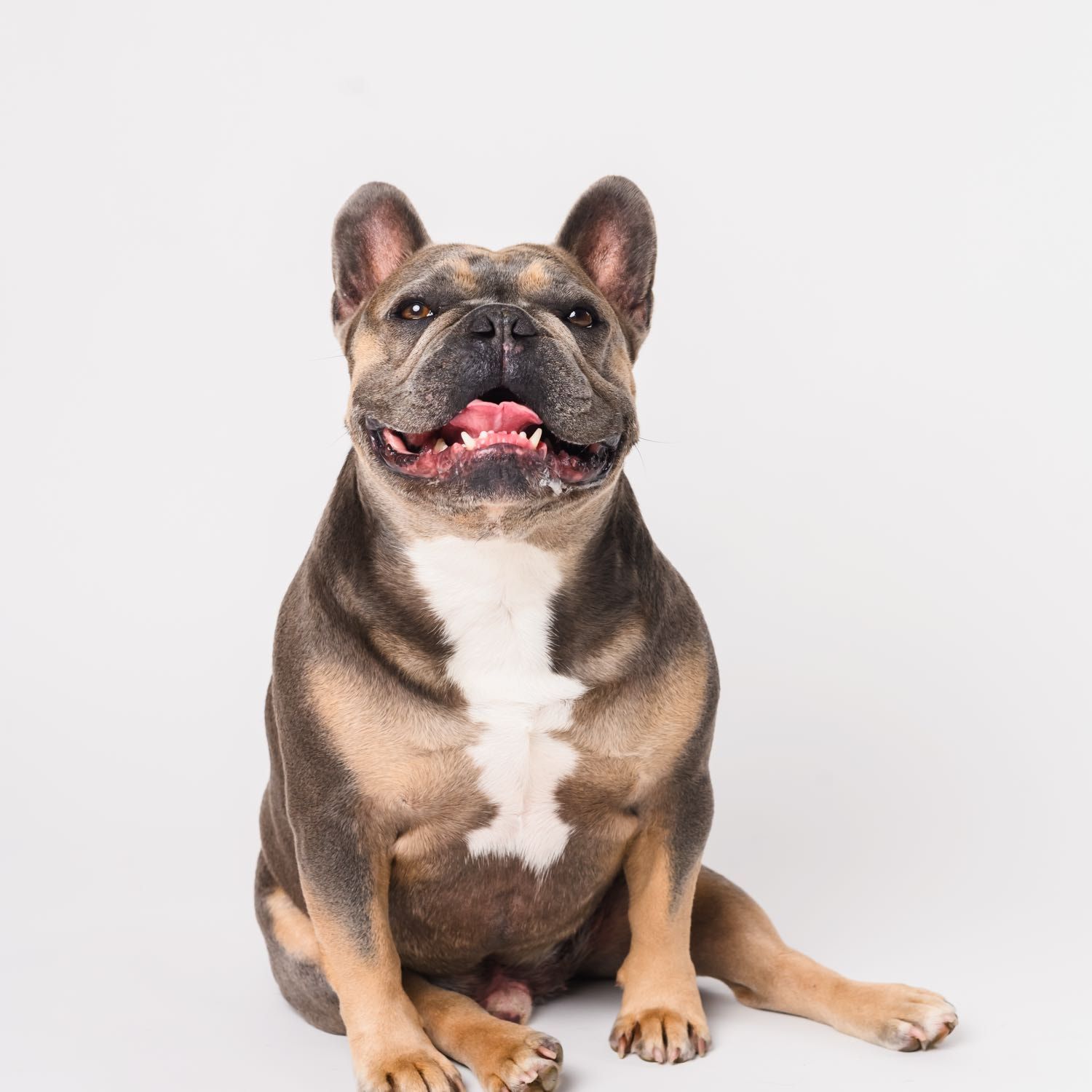 Portrait of Ralph , the dog