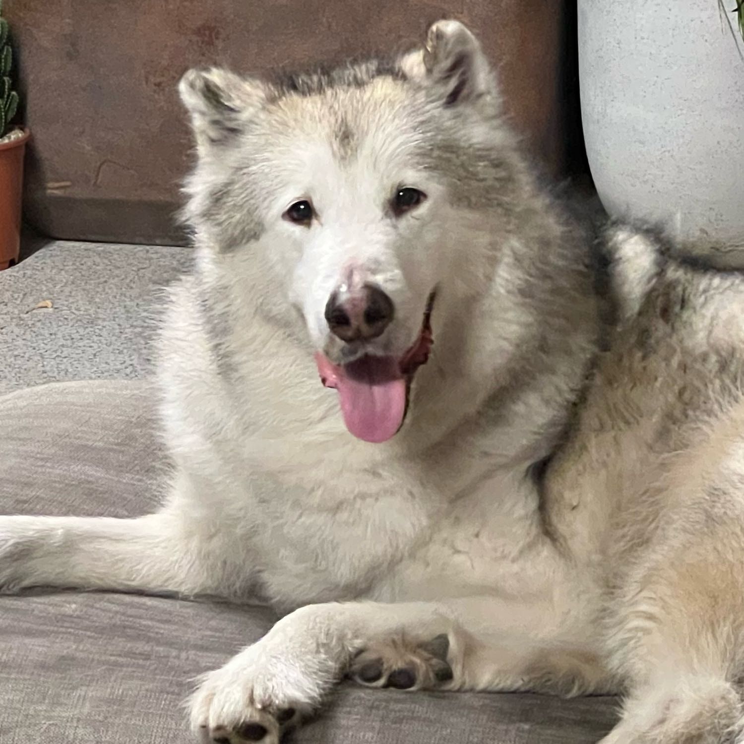 Portrait of Sumo, the dog