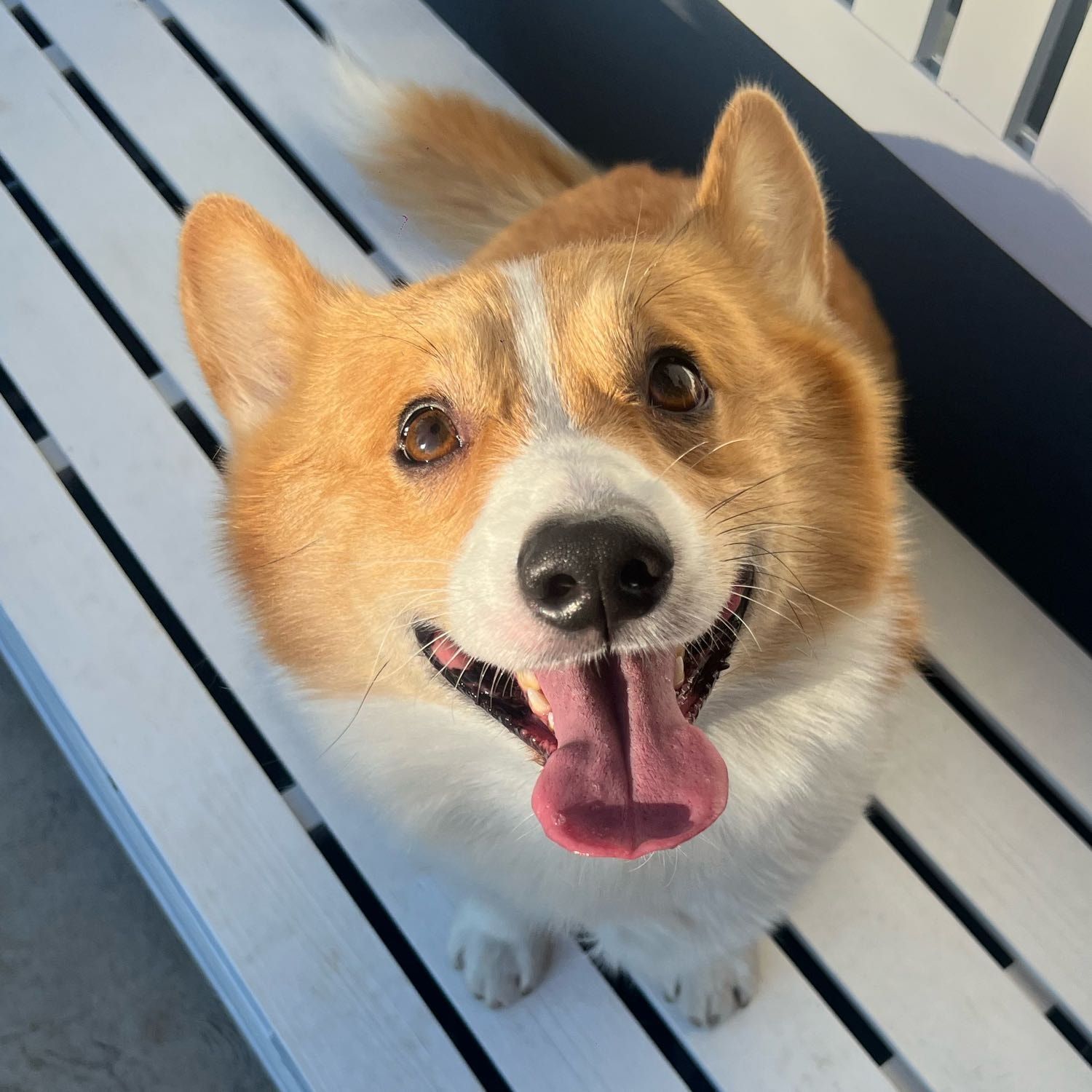 Portrait of Toro, the dog