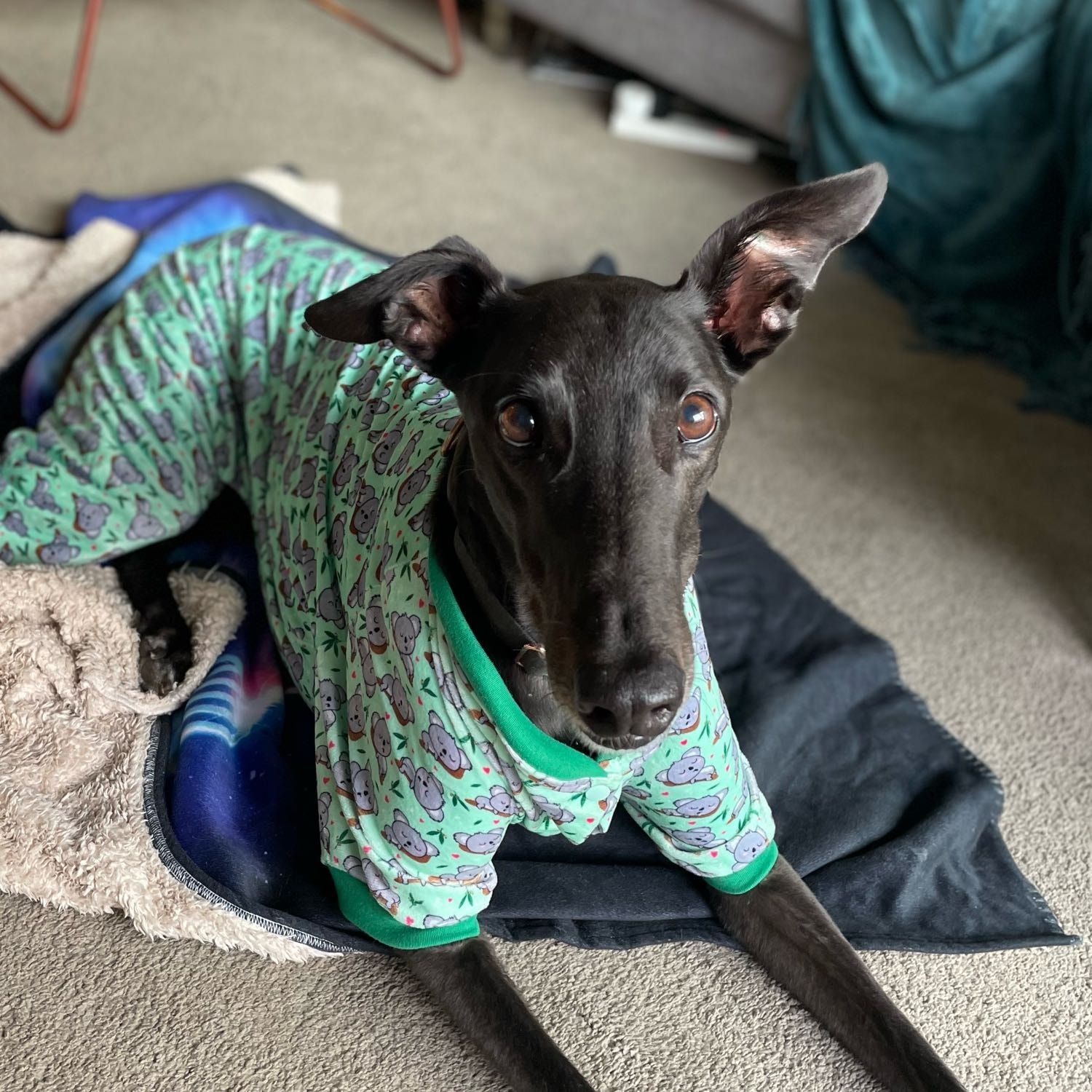 Portrait of King, the dog