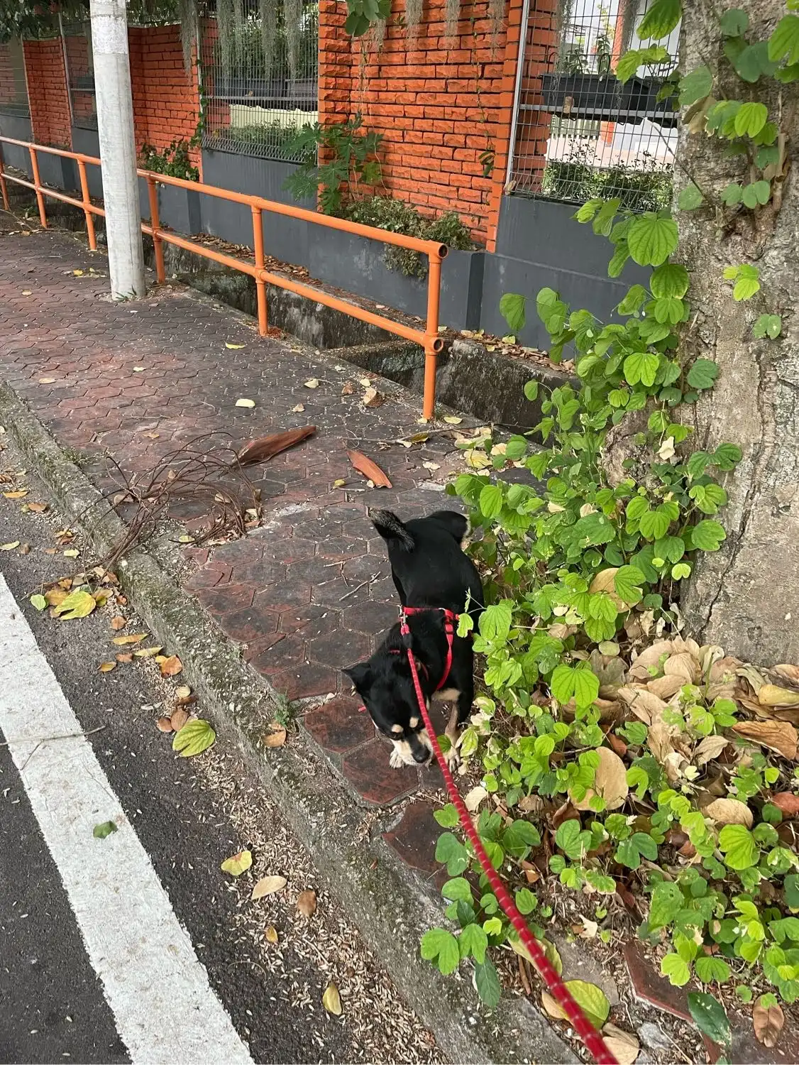 image-5