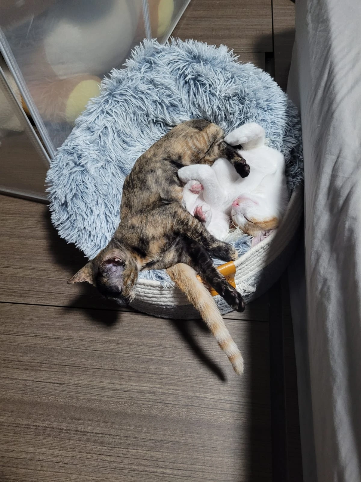 image-7
