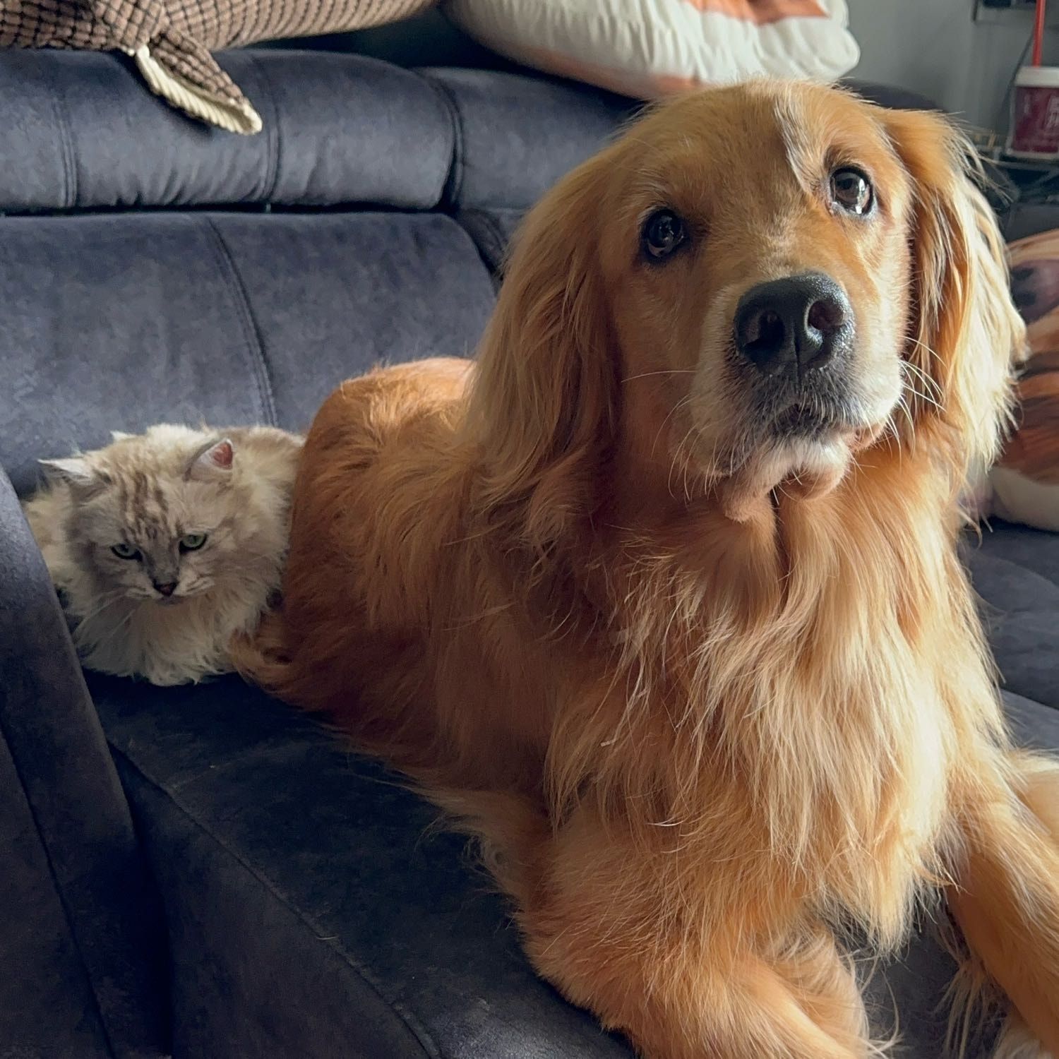 Portrait of coffee , the dog