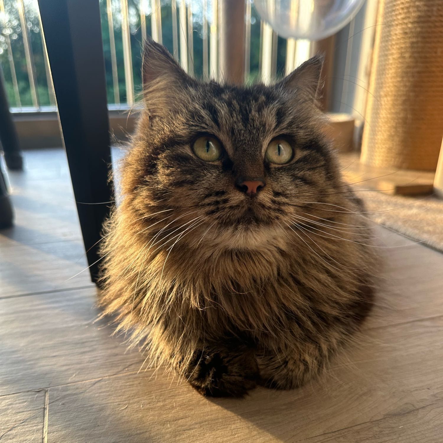 Portrait of Asca, the cat