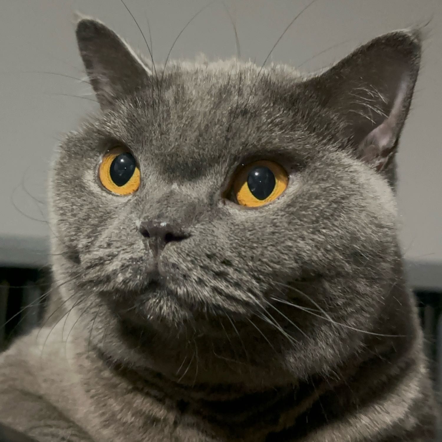 Portrait of Luna, the cat