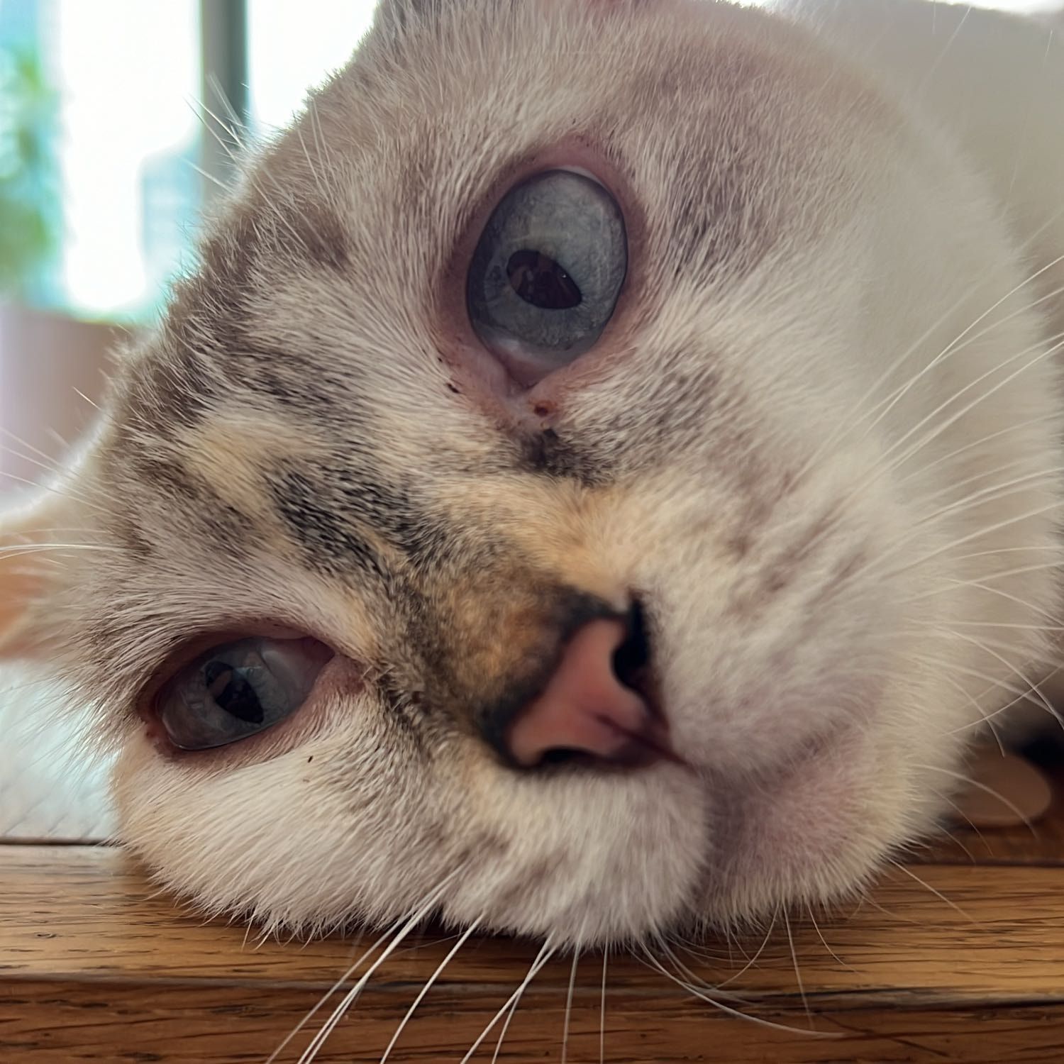 Portrait of Meringue , the cat