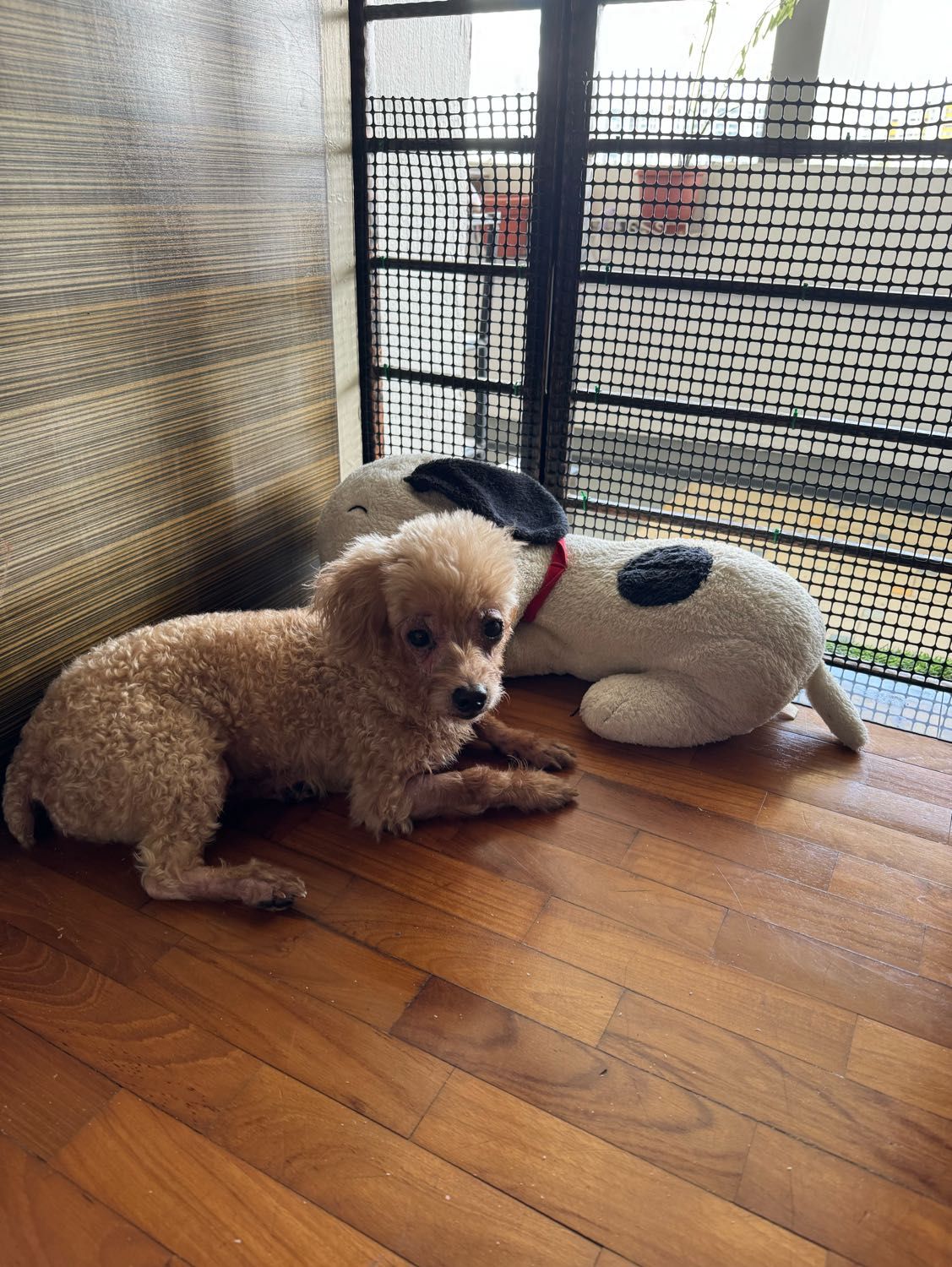image-12