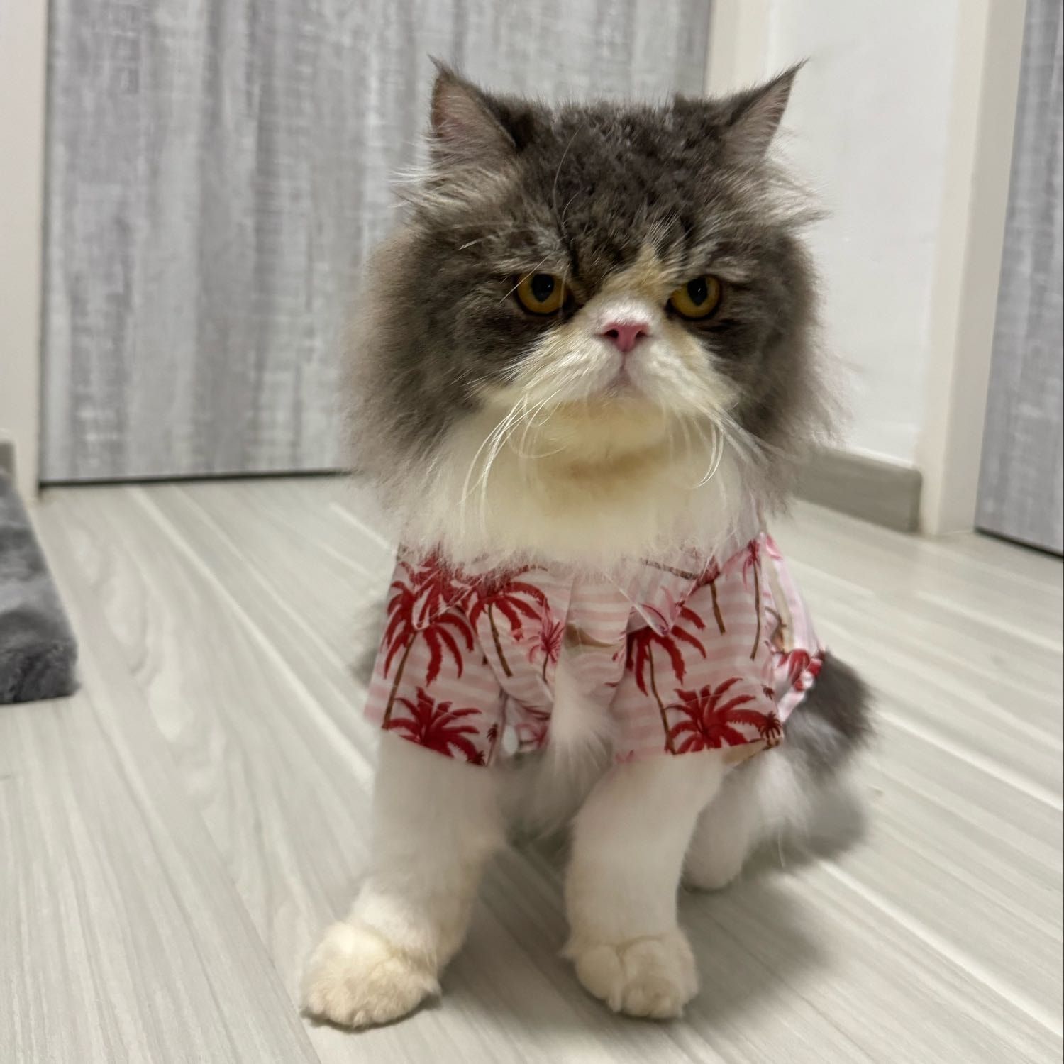 Portrait of Joji, the cat