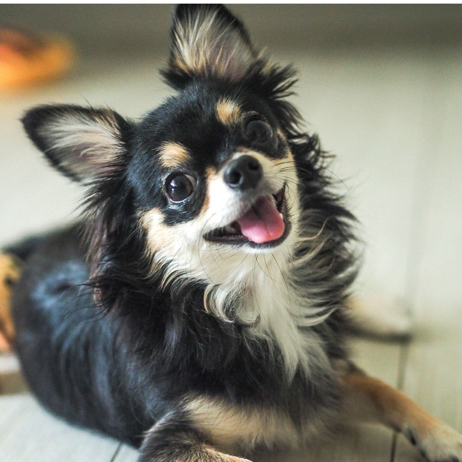 Portrait of Poppy, the dog
