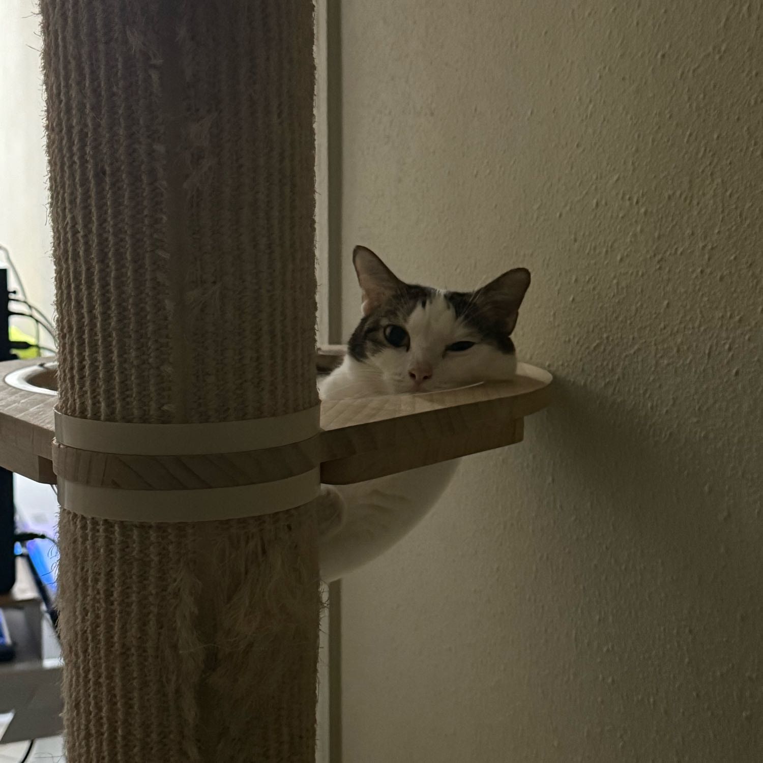 Portrait of Girlie, the cat