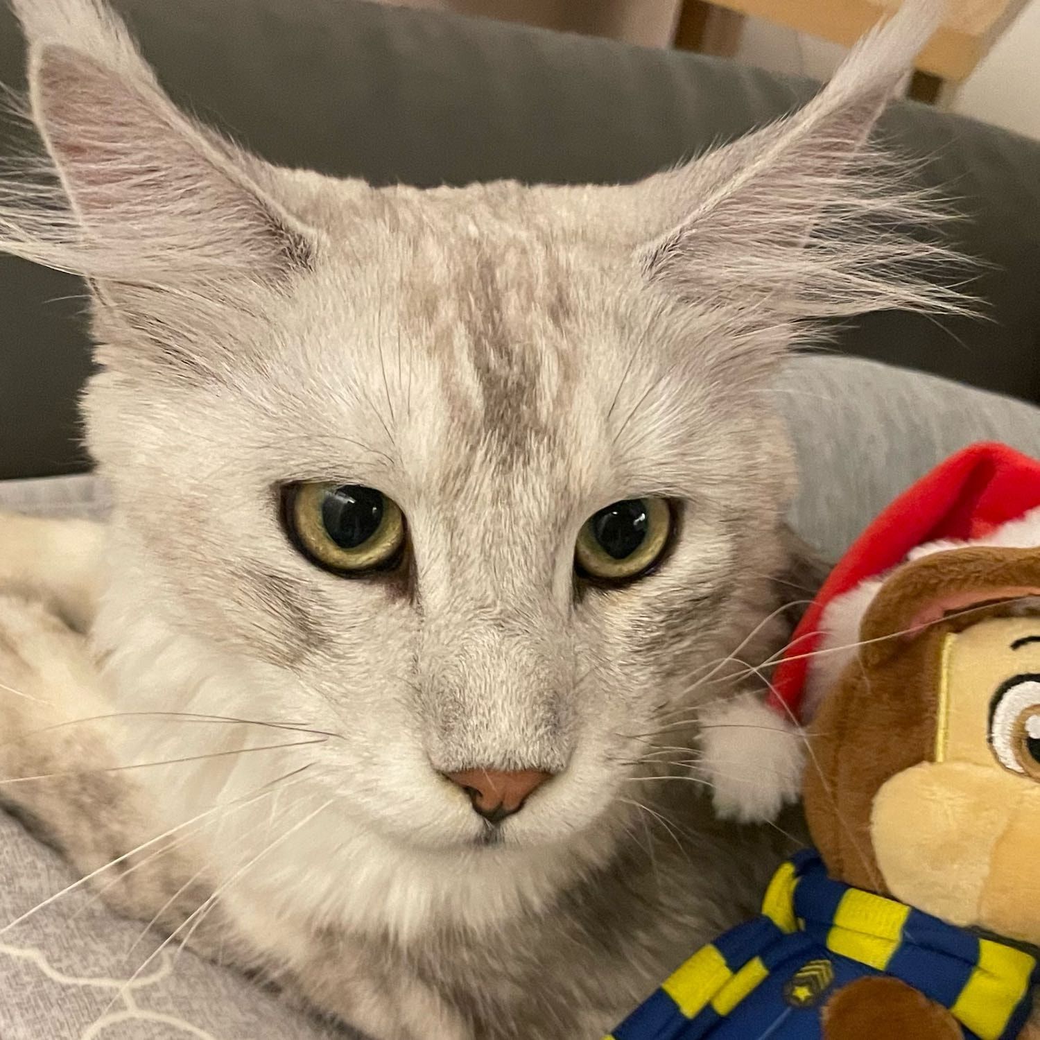 Portrait of rio, the cat
