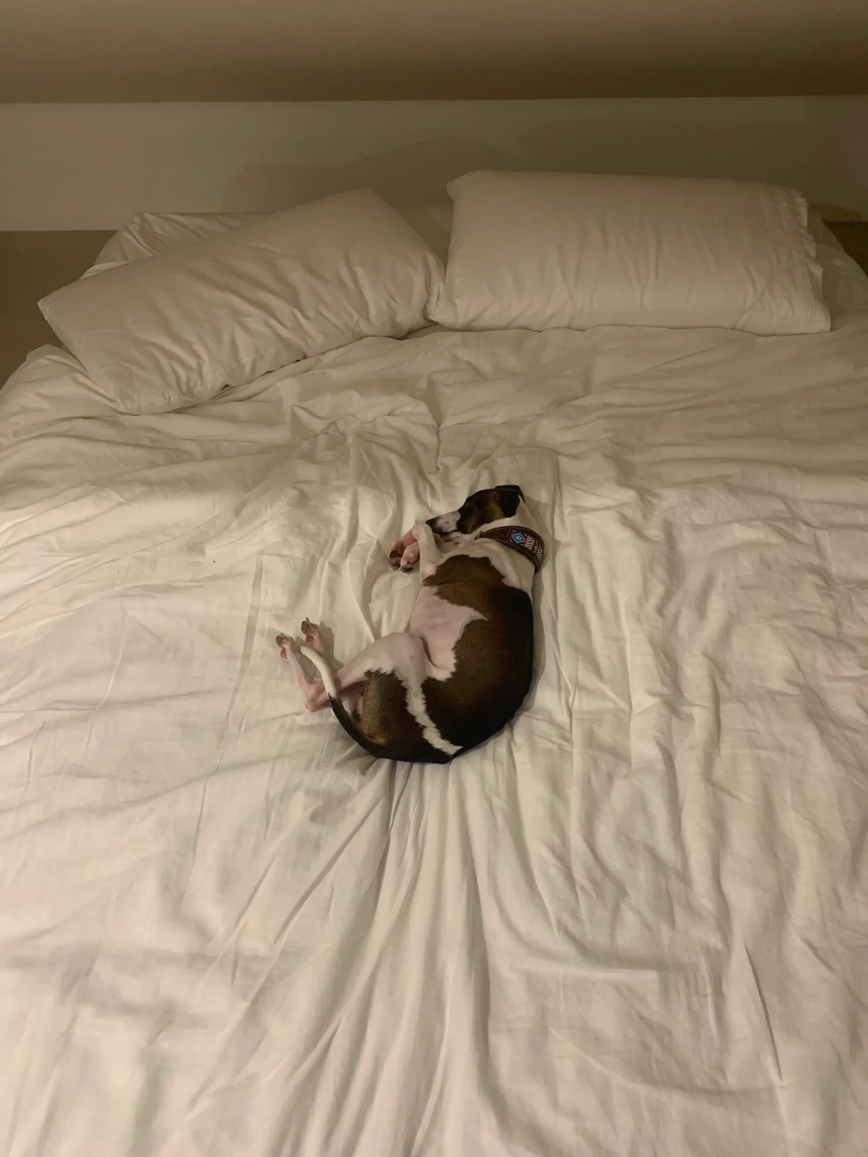 image-8