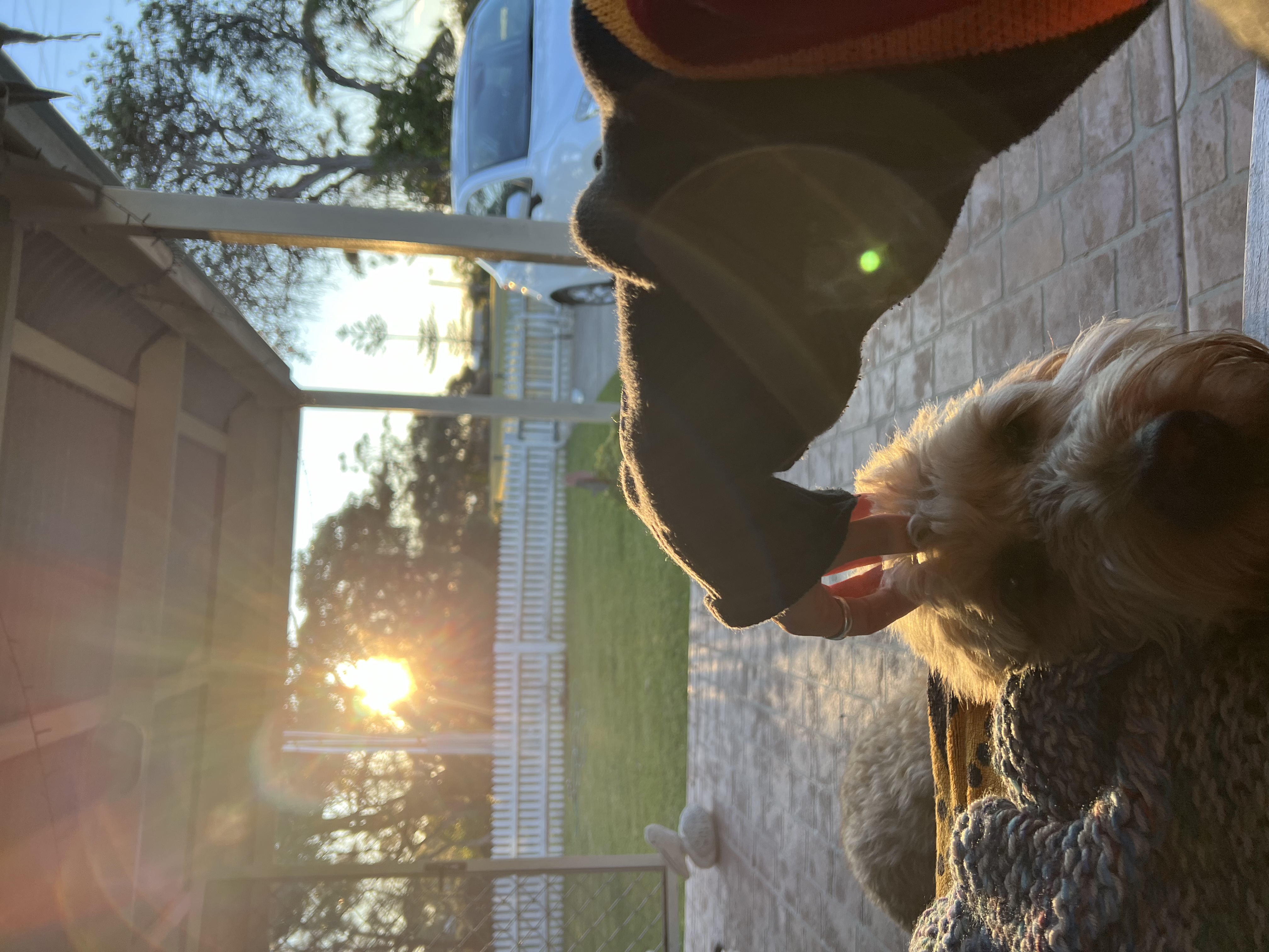 Dog Daycare Dog Walking Inner West Daisy Pet Sitter In Stanmore NSW