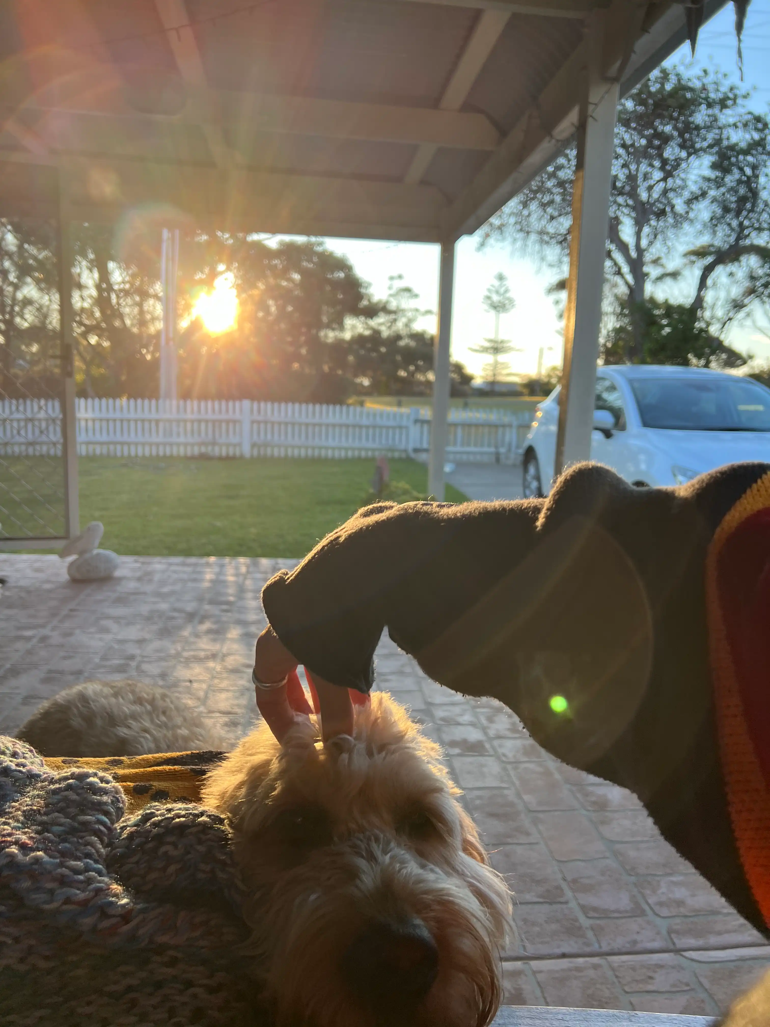 Dog Daycare Dog Walking Inner West Daisy Pet Sitter In Stanmore NSW