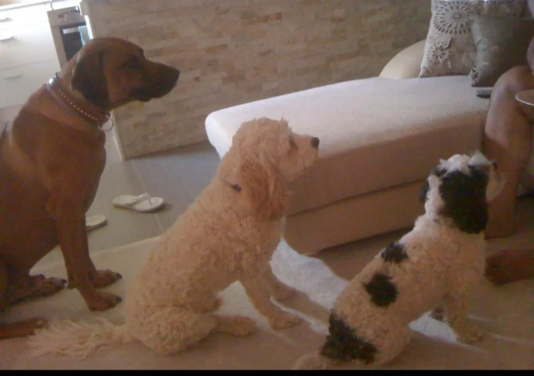 image-3