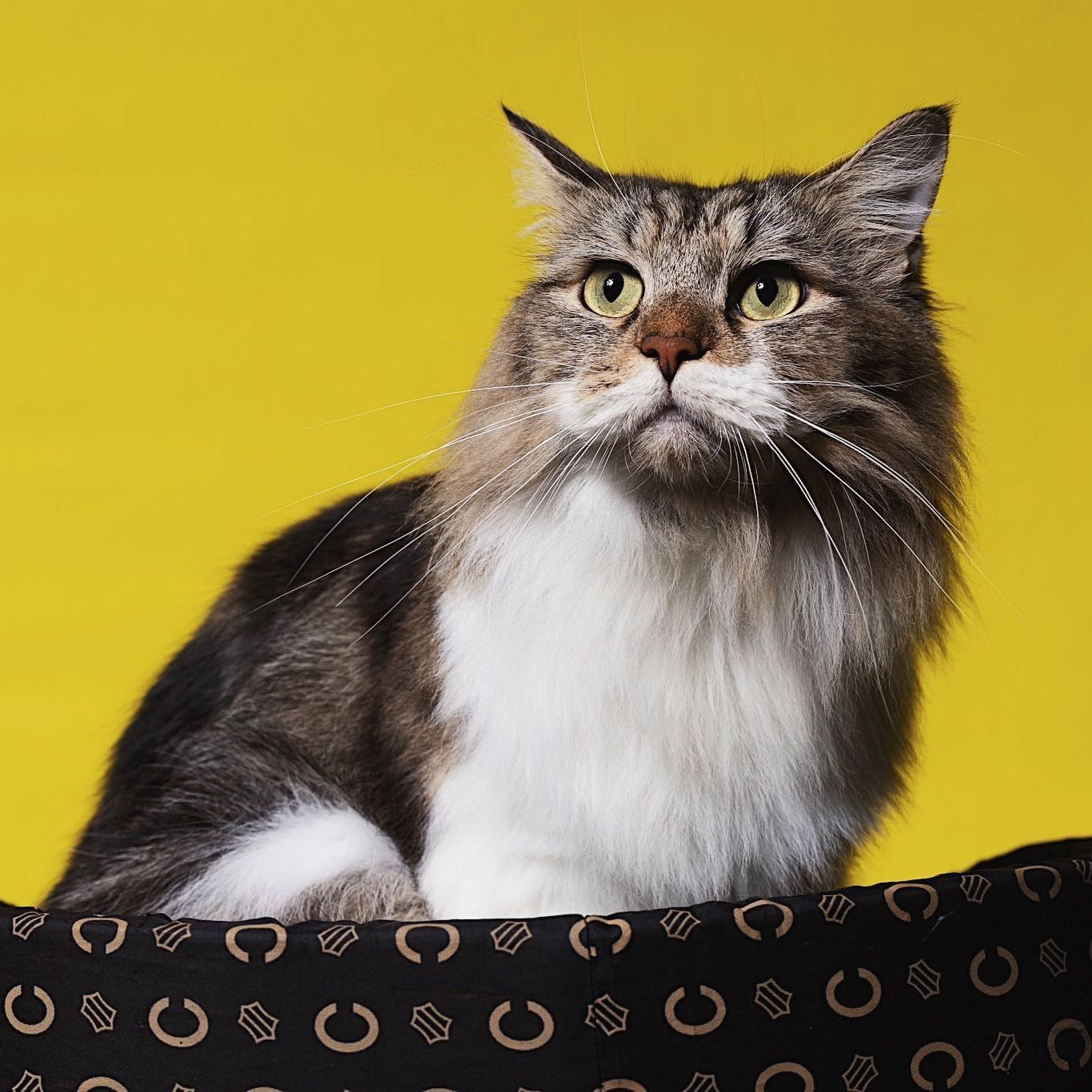 Portrait of Kenzo, the cat