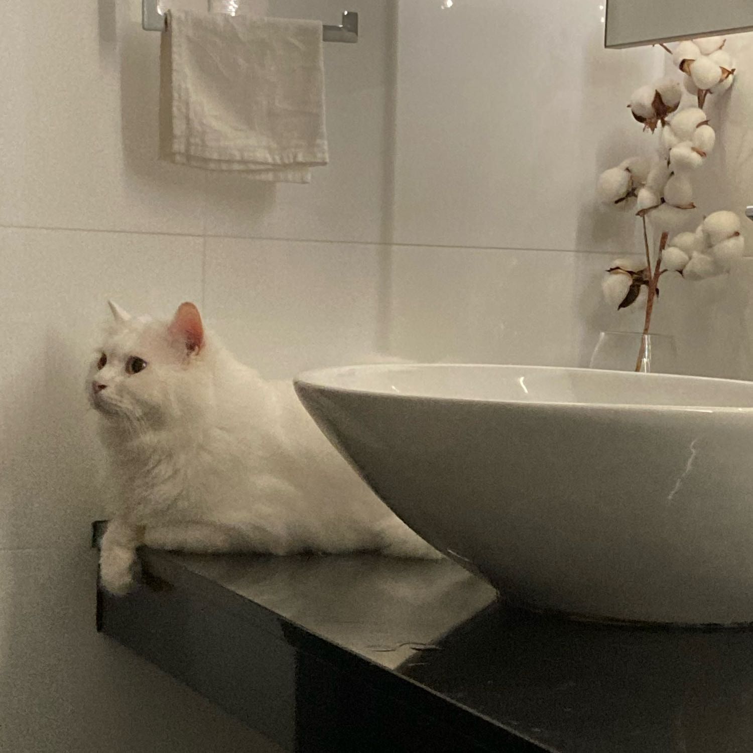 Portrait of Cotton , the cat