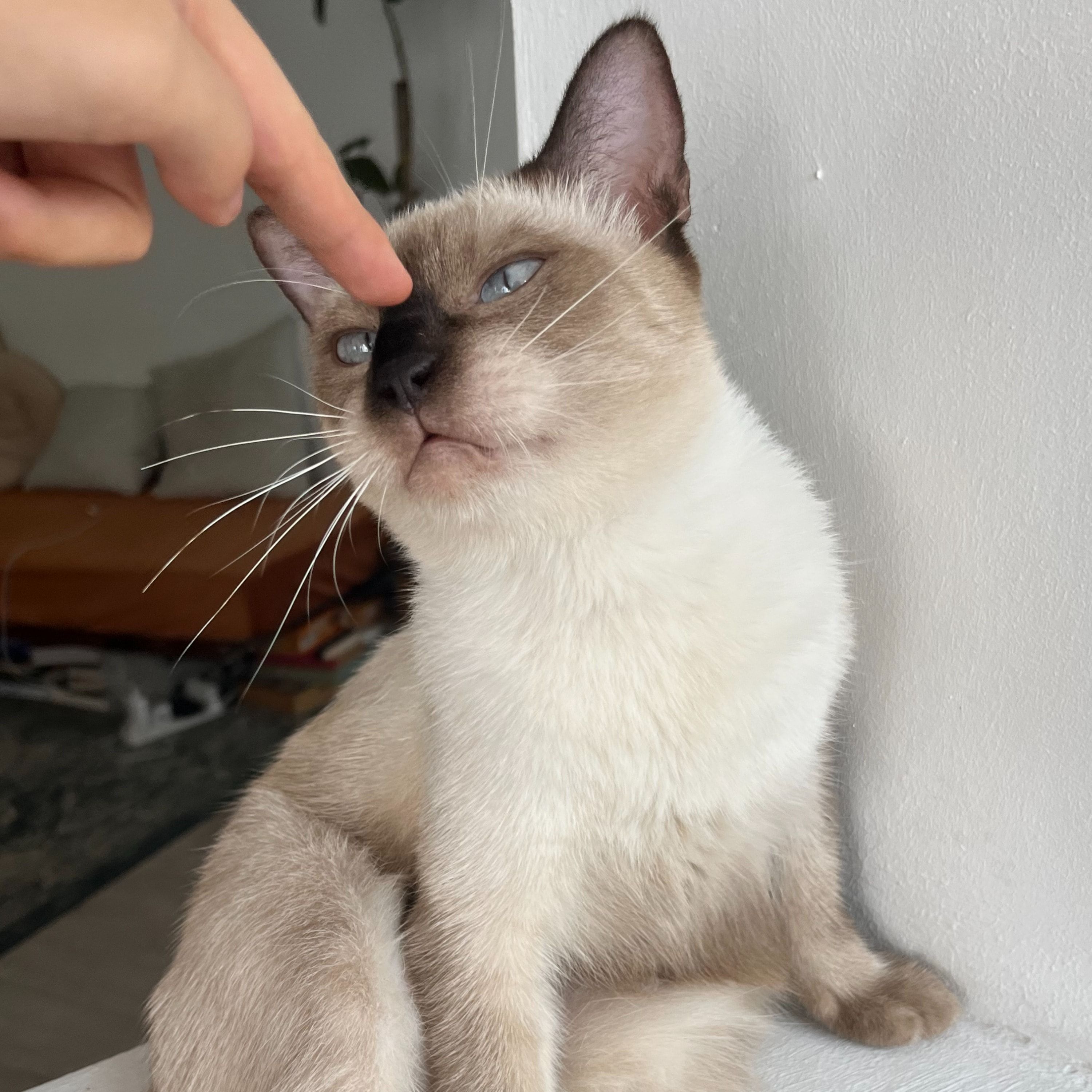 Portrait of Uno, the cat
