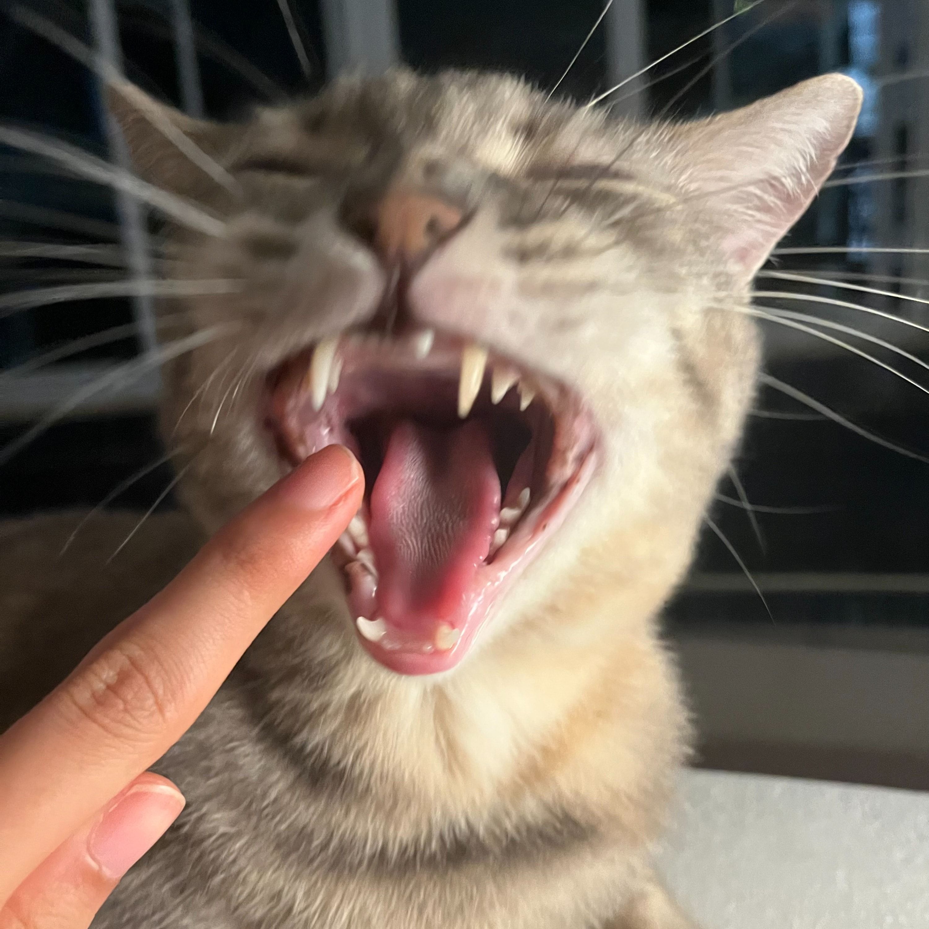Portrait of Uni, the cat
