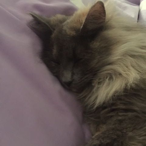 Portrait of Lana, the cat