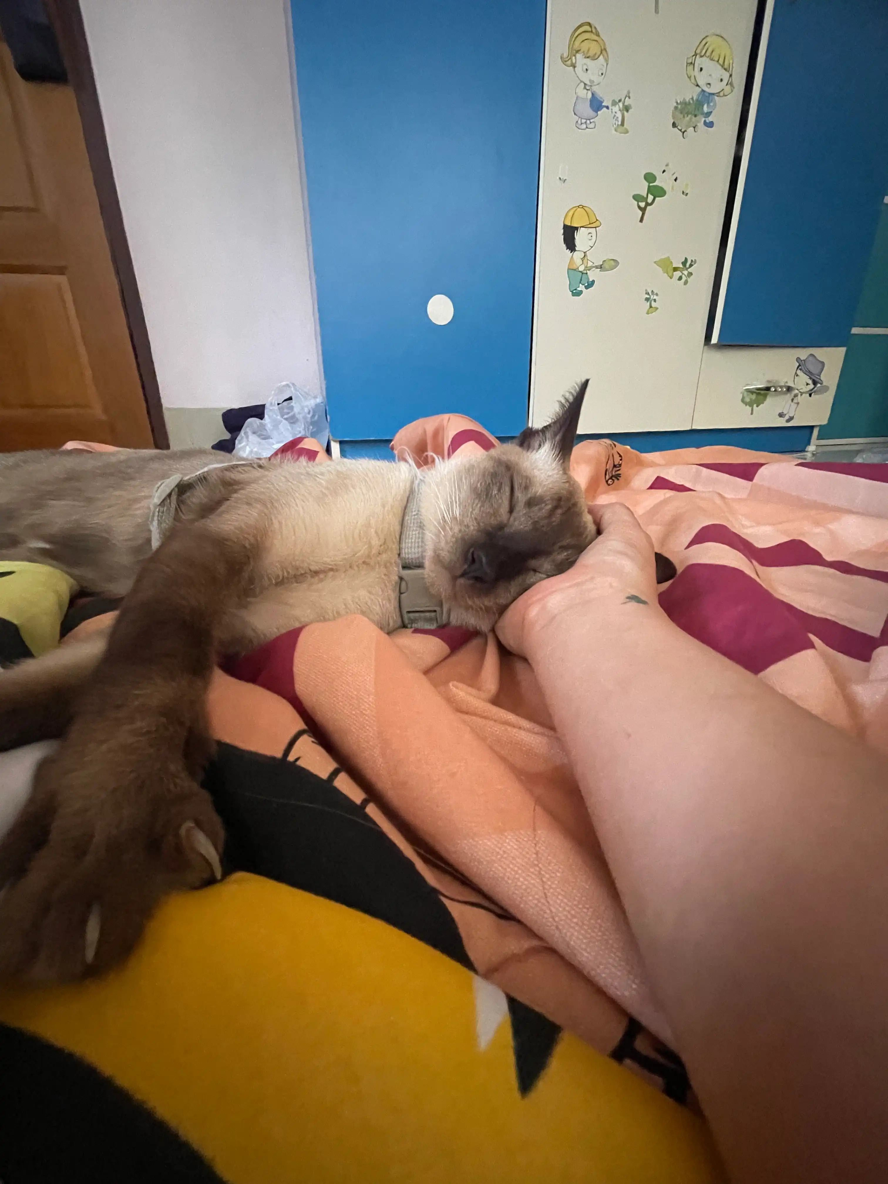 image-7