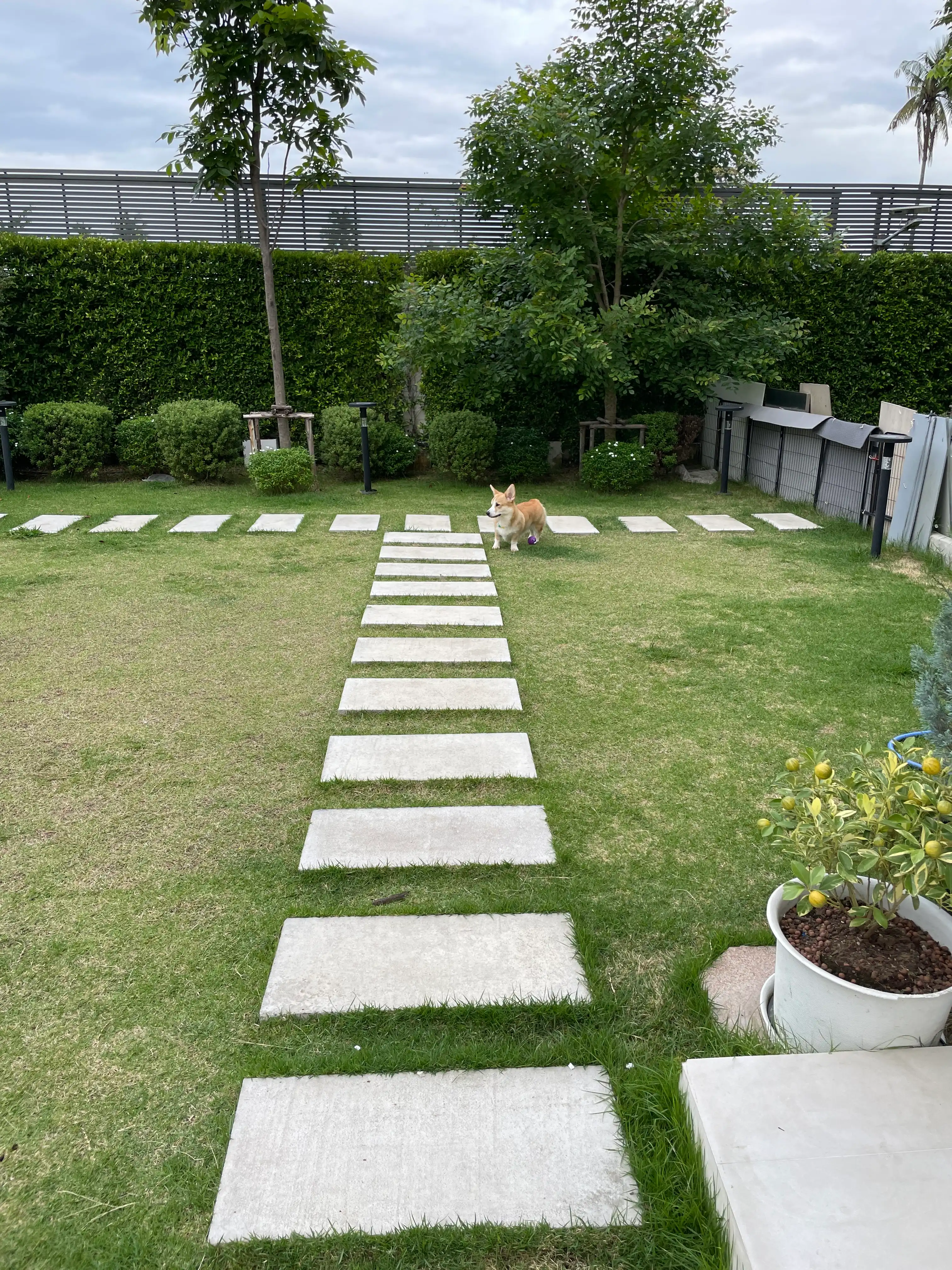 image-19