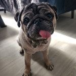 Portrait of Nacho, the dog