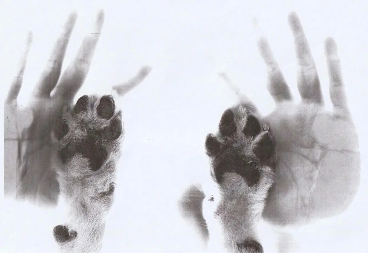 image-4