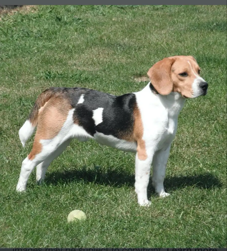 image-16