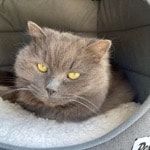 Portrait of Blossom, the cat