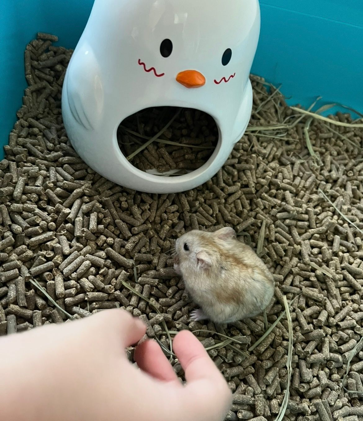 image-7