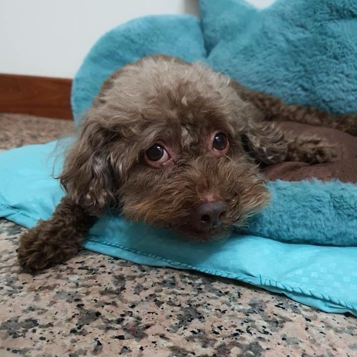 Portrait of chocolate, the dog