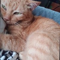 Portrait of mommy , the cat