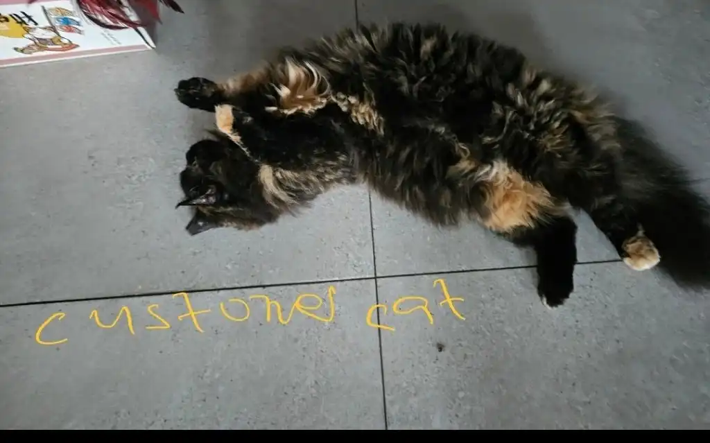 image-45