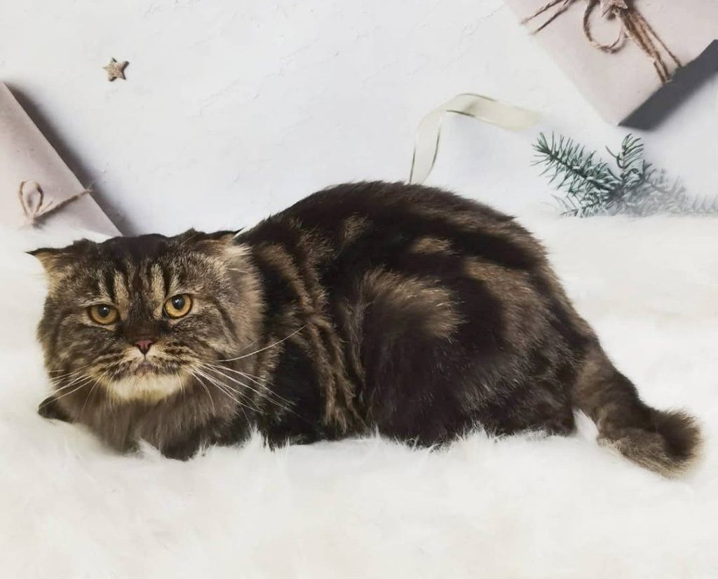 Portrait of Tango (Kitty cat), the cat