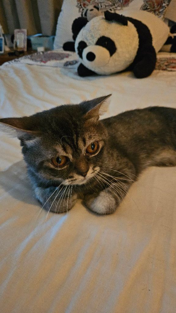 Portrait of Barry, the cat
