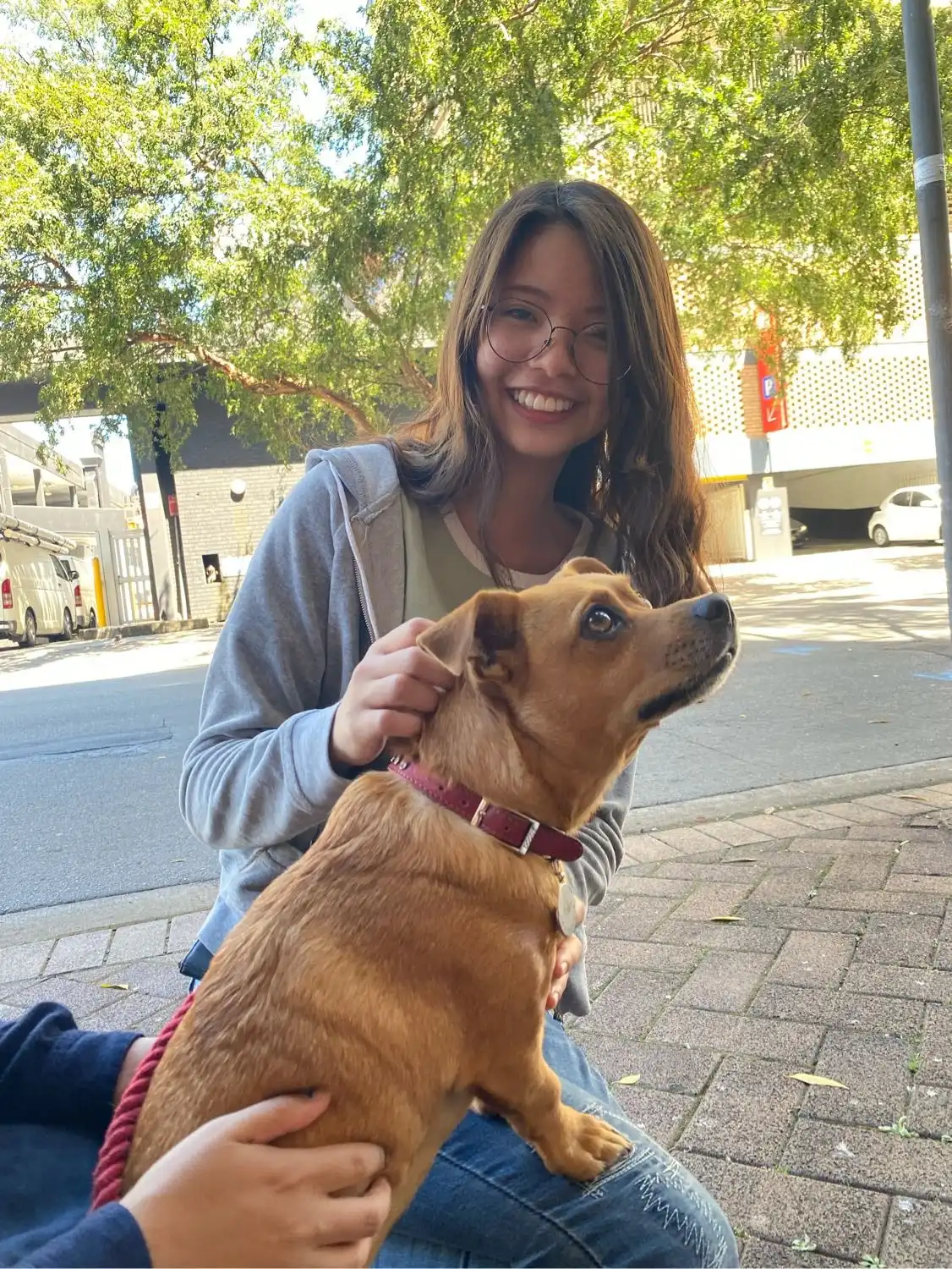 Pet Boarding Pet Sitter Australia Ariel Pet Sitter In Crows Nest NSW