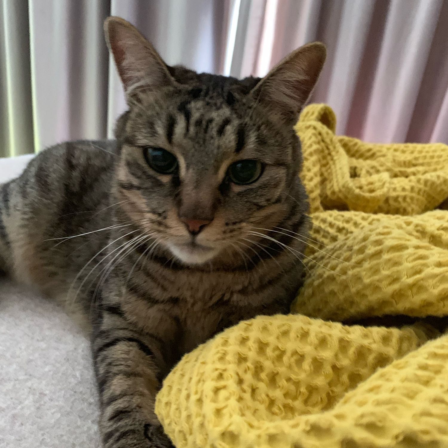 Portrait of in Shanghai house - Fafa, the cat