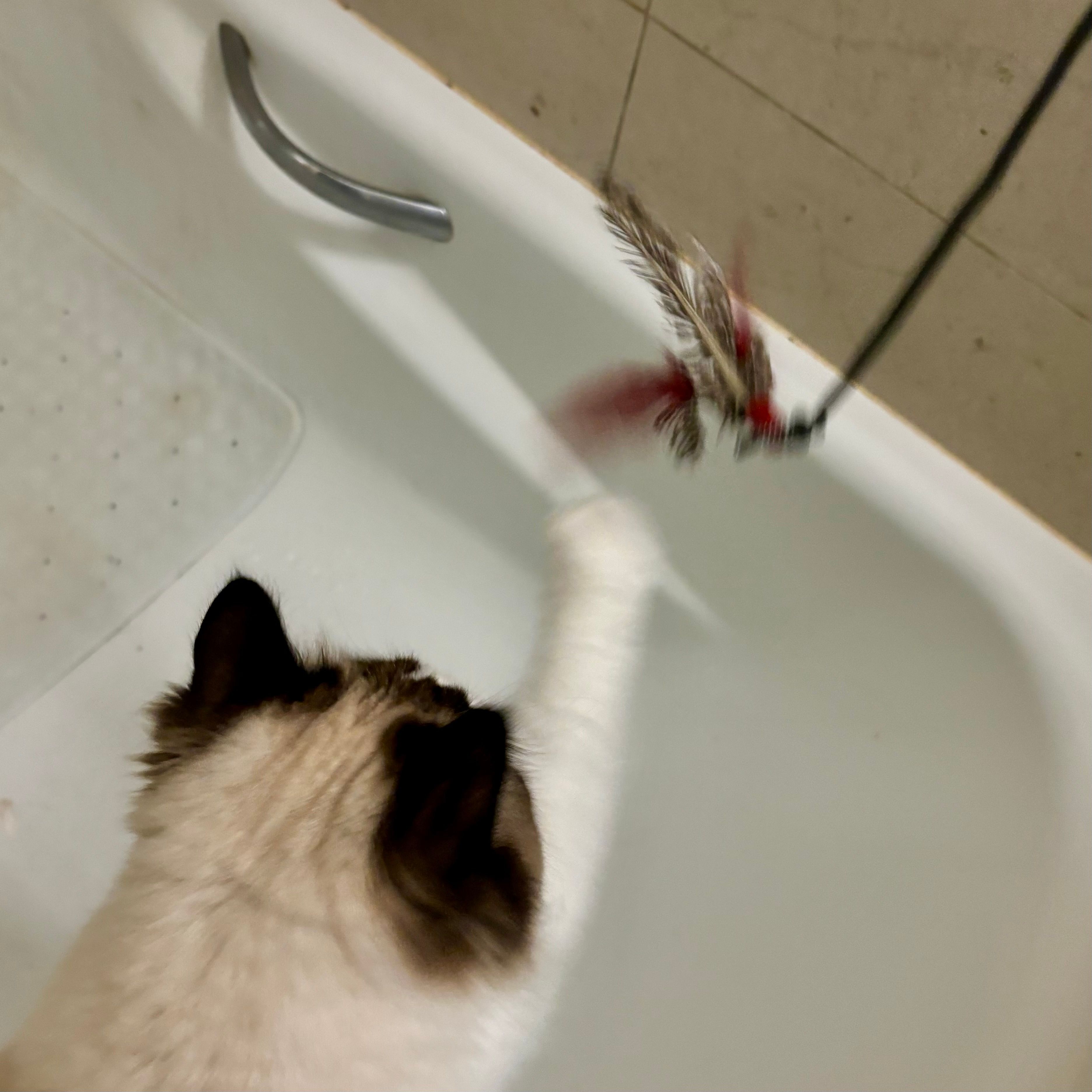 image-11