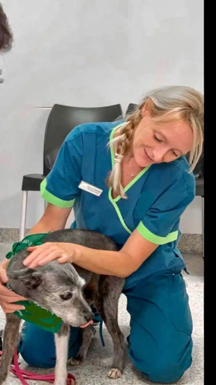 Carrie Pet sitter in Wynnum