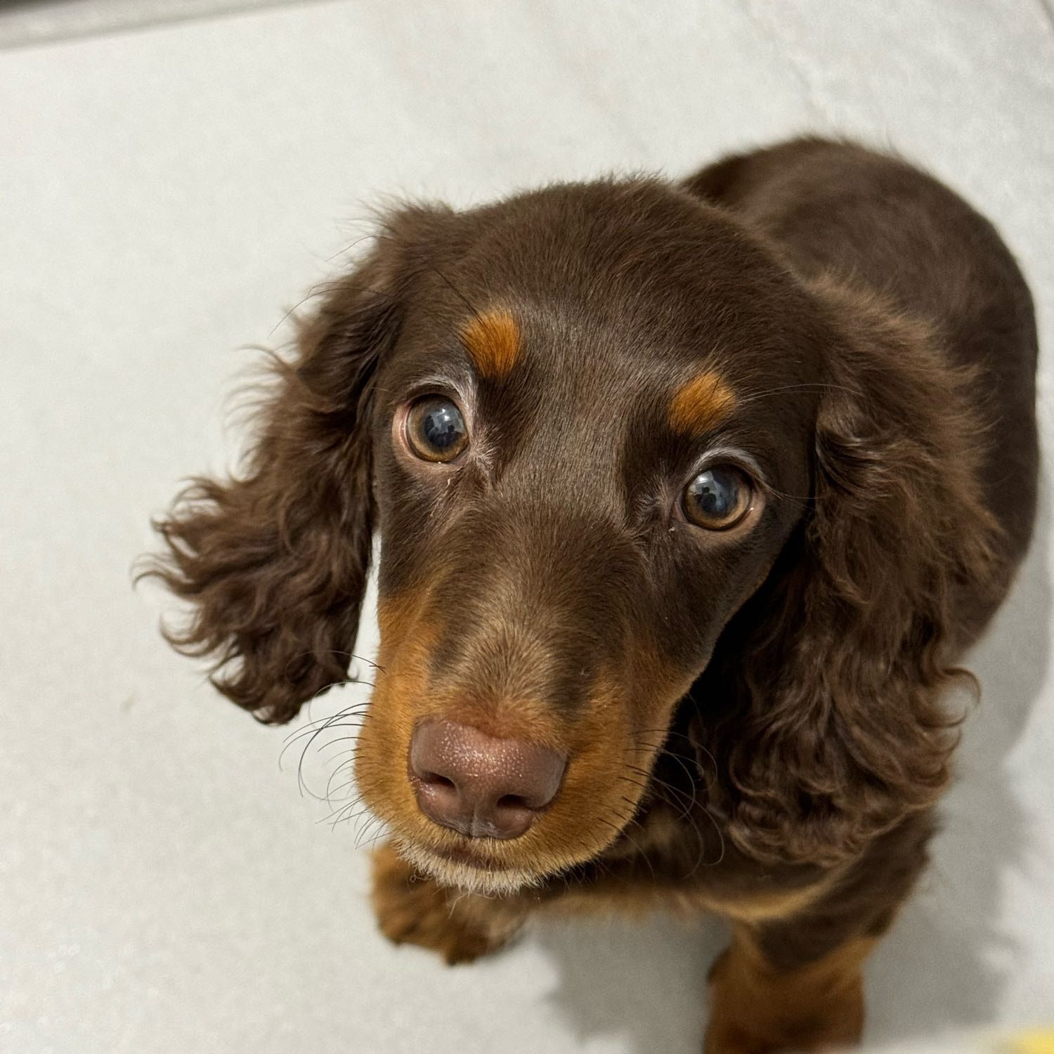 Portrait of wonka, the dog