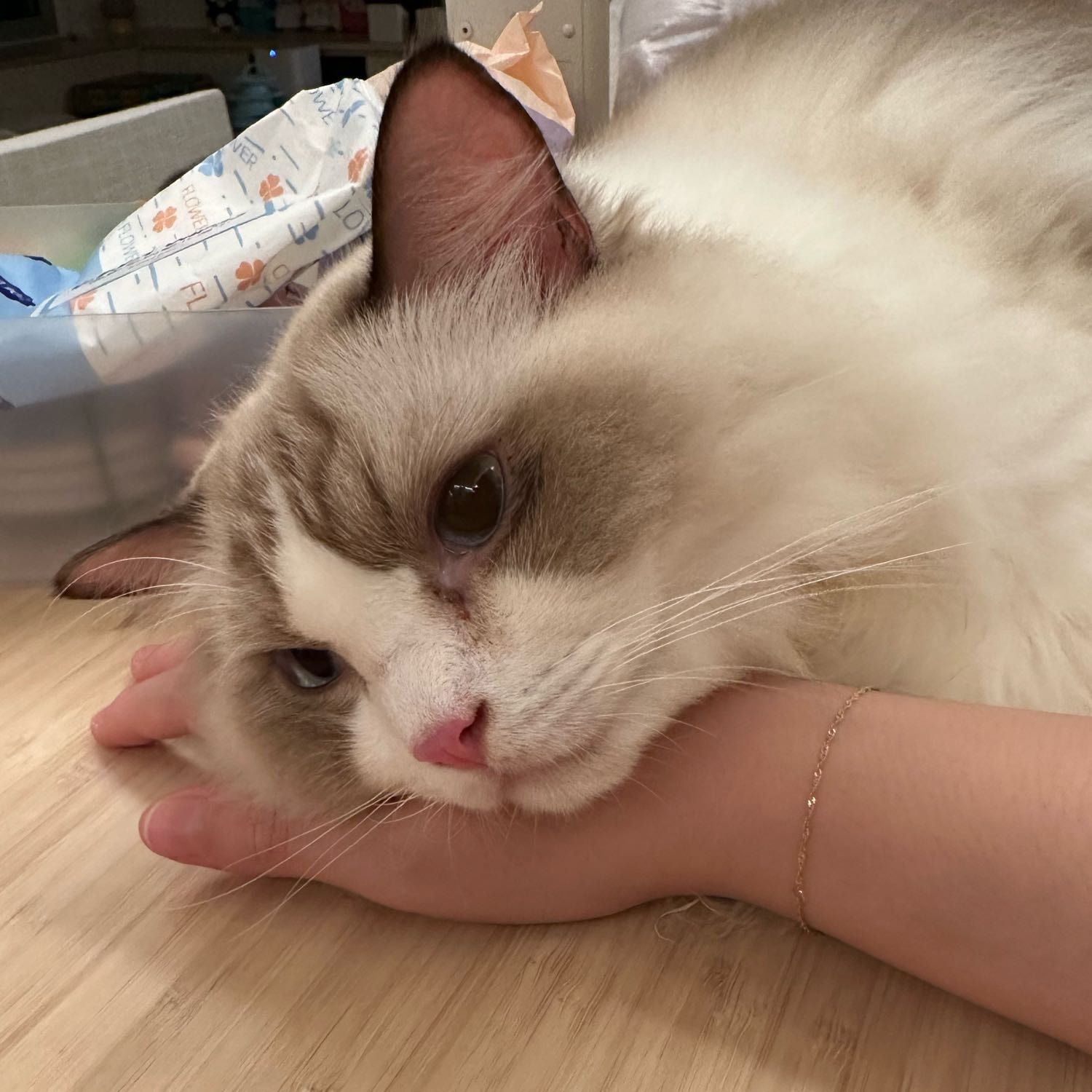 Portrait of Teemo, the cat