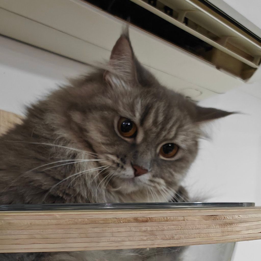 Portrait of Mei Mei, the cat