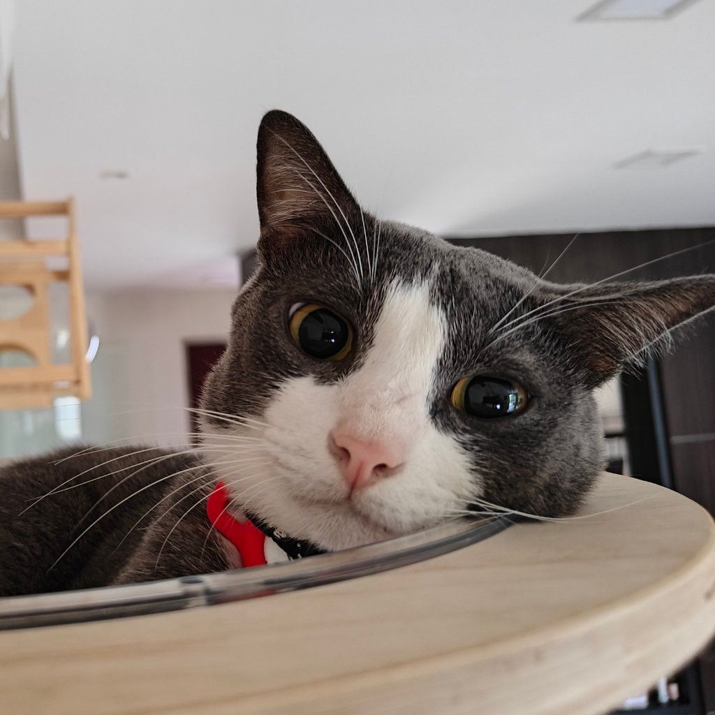 Portrait of Blaze, the cat