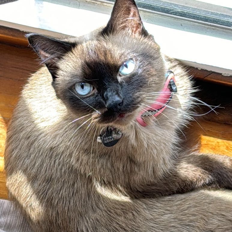 Portrait of Bingo, the cat