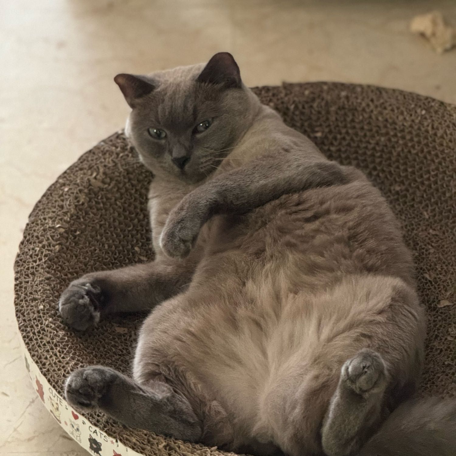 Portrait of Kitty , the cat