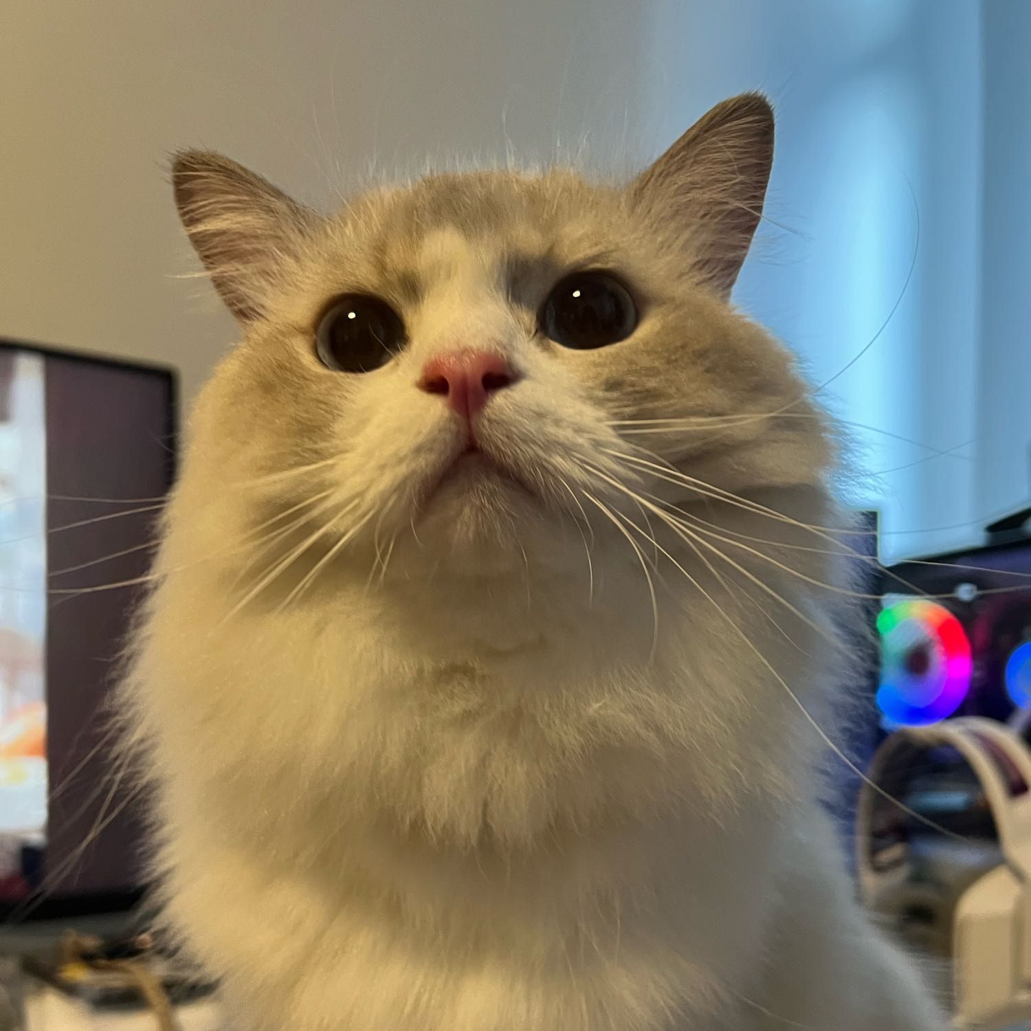 Portrait of Loki, the cat