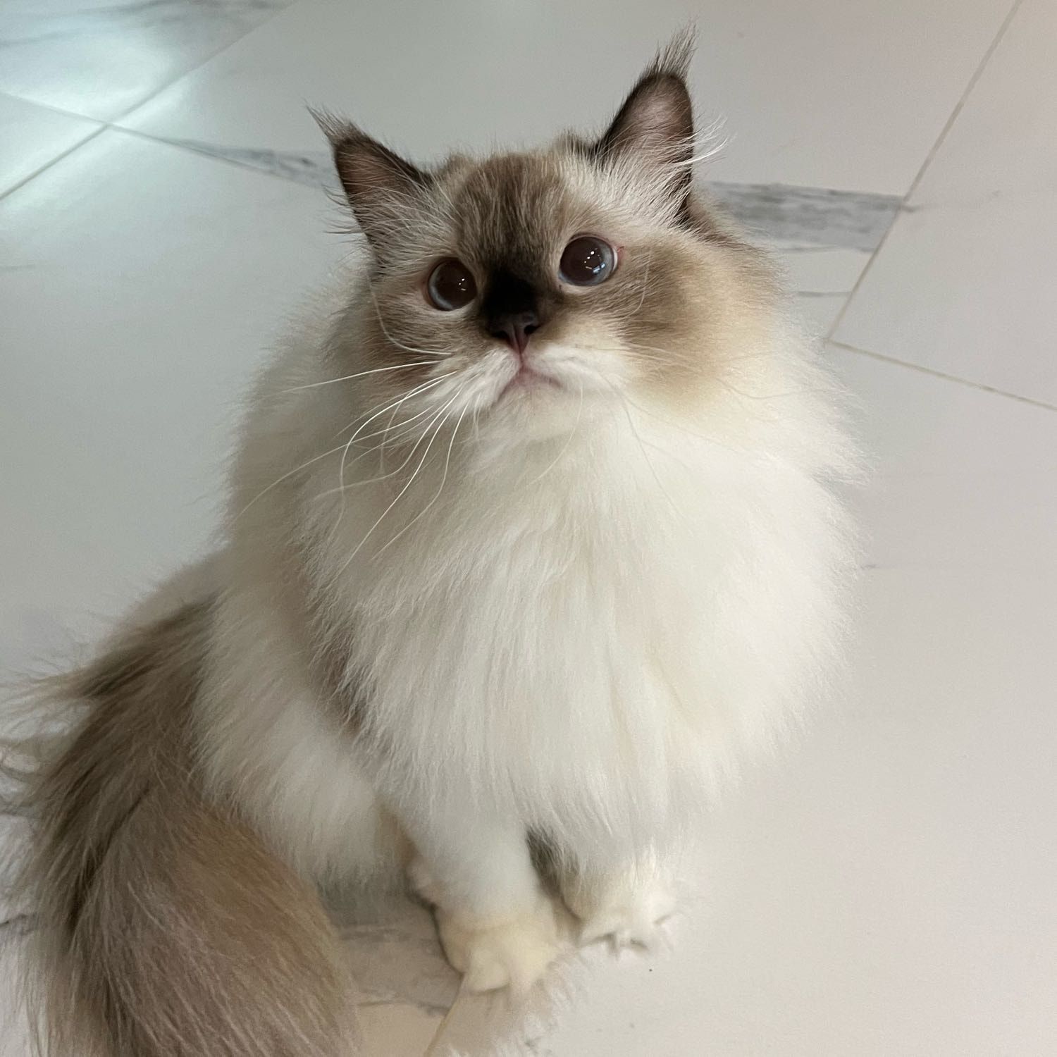 Portrait of Kiwi, the cat